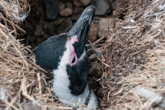 Walk with Penguins