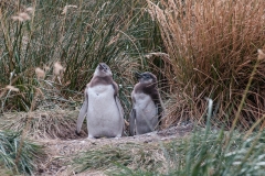 Walk with Penguins