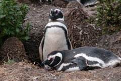 Walk with Penguins