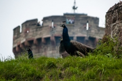 2015 Warwick Castle England