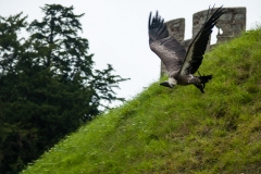 2015 Warwick Castle England