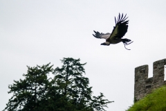 2015 Warwick Castle England