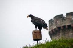 2015 Warwick Castle England