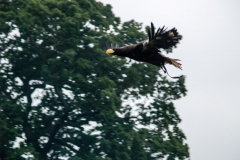 2015 Warwick Castle England