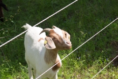 Harburg Castle, Harburg, Germany, The Romatic Road, May 2017