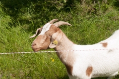 Harburg Castle, Harburg, Germany, The Romatic Road, May 2017