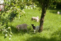 Harburg Castle, Harburg, Germany, The Romatic Road, May 2017