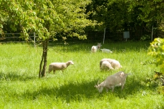Harburg Castle, Harburg, Germany, The Romatic Road, May 2017