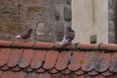 Rothenburg ob der Tauber, Germany, The Romatic Road, May 2017