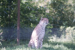 Tiergarten Schönbrunn (Imperial Zoo), Vienna Austria, June 2017
