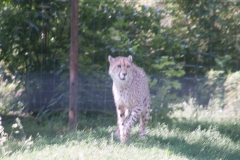 Tiergarten Schönbrunn (Imperial Zoo), Vienna Austria, June 2017