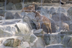Tiergarten Schönbrunn (Imperial Zoo), Vienna Austria, June 2017