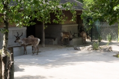 Tiergarten Schönbrunn (Imperial Zoo), Vienna Austria, June 2017