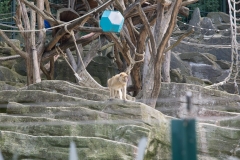 Tiergarten Schönbrunn (Imperial Zoo), Vienna Austria, June 2017