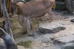 Tiergarten Schönbrunn (Imperial Zoo), Vienna Austria, June 2017
