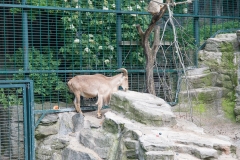 Tiergarten Schönbrunn (Imperial Zoo), Vienna Austria, June 2017