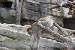 Tiergarten Schönbrunn (Imperial Zoo), Vienna Austria, June 2017