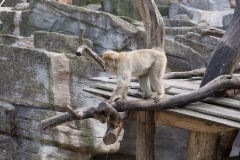 Tiergarten Schönbrunn (Imperial Zoo), Vienna Austria, June 2017