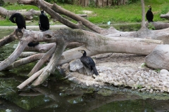 Tiergarten Schönbrunn (Imperial Zoo), Vienna Austria, June 2017
