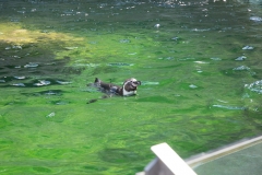 Tiergarten Schönbrunn (Imperial Zoo), Vienna Austria, June 2017