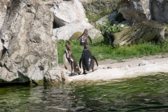 Tiergarten Schönbrunn (Imperial Zoo), Vienna Austria, June 2017