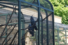 Tiergarten Schönbrunn (Imperial Zoo), Vienna Austria, June 2017