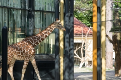 Tiergarten Schönbrunn (Imperial Zoo), Vienna Austria, June 2017