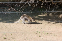 Tiergarten Schönbrunn (Imperial Zoo), Vienna Austria, June 2017