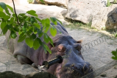 Tiergarten Schönbrunn (Imperial Zoo), Vienna Austria, June 2017