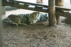 Tiergarten Schönbrunn (Imperial Zoo), Vienna Austria, June 2017