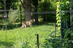 Tiergarten Schönbrunn (Imperial Zoo), Vienna Austria, June 2017