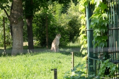 Tiergarten Schönbrunn (Imperial Zoo), Vienna Austria, June 2017