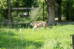 Tiergarten Schönbrunn (Imperial Zoo), Vienna Austria, June 2017