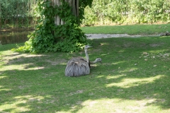 Tiergarten Schönbrunn (Imperial Zoo), Vienna Austria, June 2017