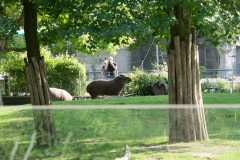 Tiergarten Schönbrunn (Imperial Zoo), Vienna Austria, June 2017