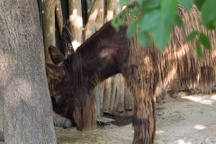 Tiergarten Schönbrunn (Imperial Zoo), Vienna Austria, June 2017