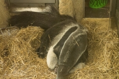 Tiergarten Schönbrunn (Imperial Zoo), Vienna Austria, June 2017