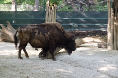 Tiergarten Schönbrunn (Imperial Zoo), Vienna Austria, June 2017