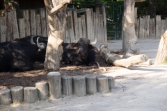 Tiergarten Schönbrunn (Imperial Zoo), Vienna Austria, June 2017