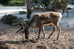 Tiergarten Schönbrunn (Imperial Zoo), Vienna Austria, June 2017