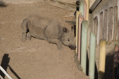 Tiergarten Schönbrunn (Imperial Zoo), Vienna Austria, June 2017