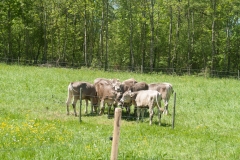 Füssen, Germany, The Romatic Road, May 2017