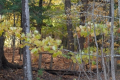 Maine 2018 Acadia National Park