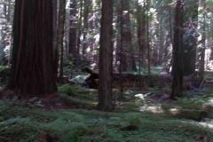 OR-and-CA-Trip-12-_3016302