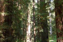 OR-and-CA-Trip-34-B9055981