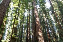 OR-and-CA-Trip-35-B9055984