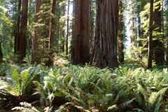 OR-and-CA-Trip-36-B9055988
