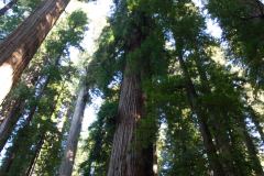 OR-and-CA-Trip-38-B9055996