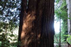 OR-and-CA-Trip-43-B9056016