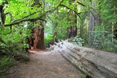 OR-and-CA-Trip-44-B9056021